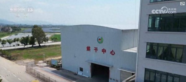 配资之家网首页 早稻收获“加速跑”：单产提升行动显成效 丰收基础稳